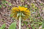 Common dandelion